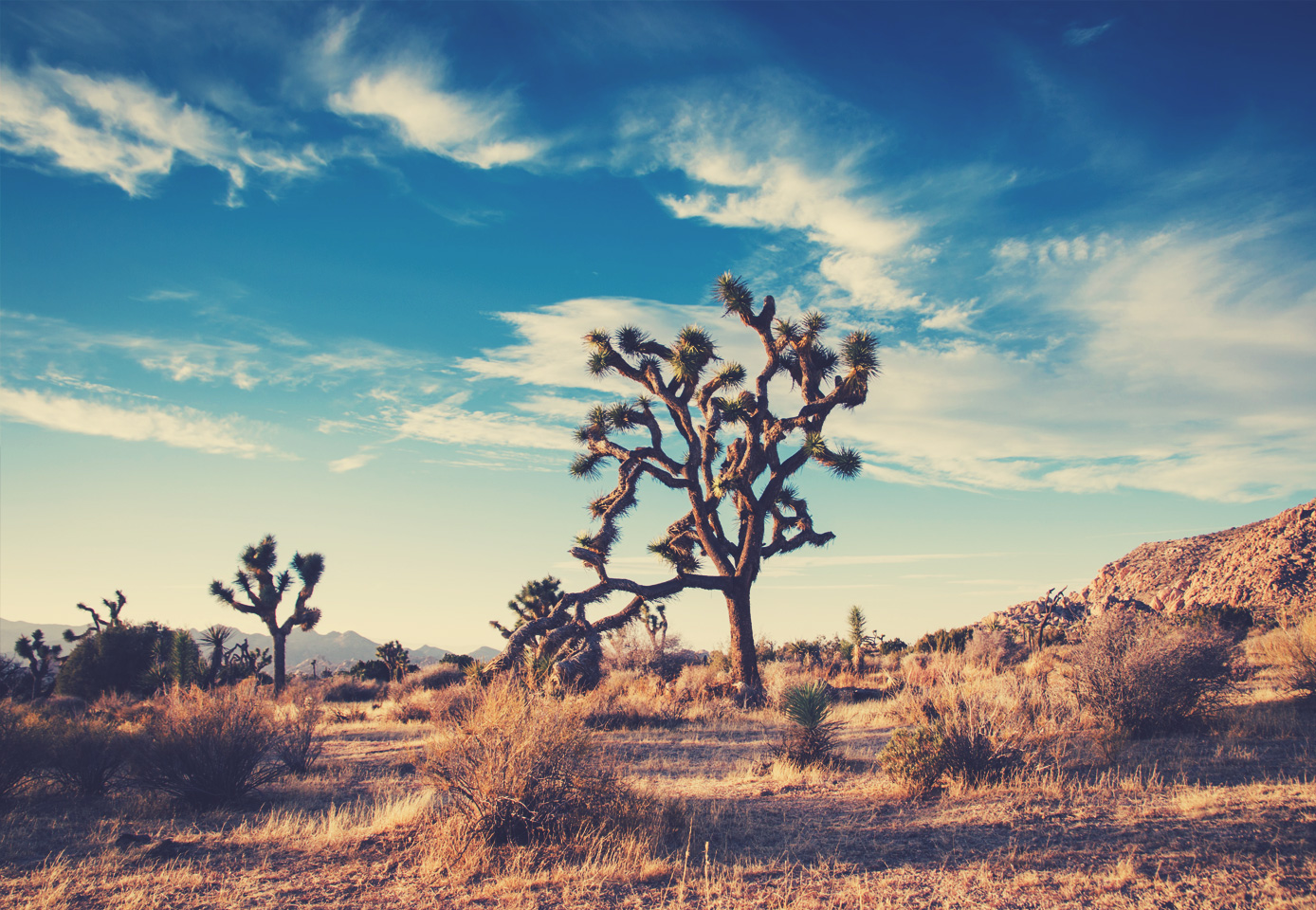 desert landscape