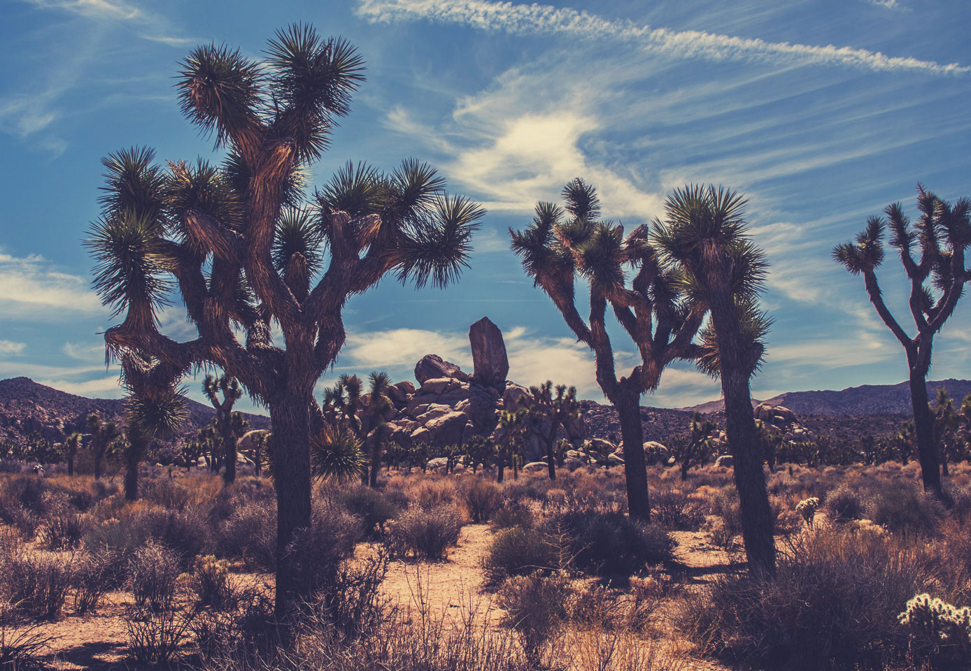 Joshua Tree