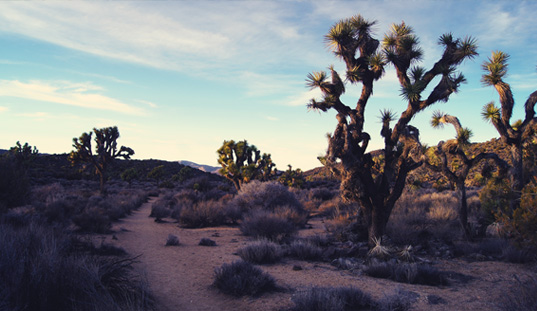 desert landscape