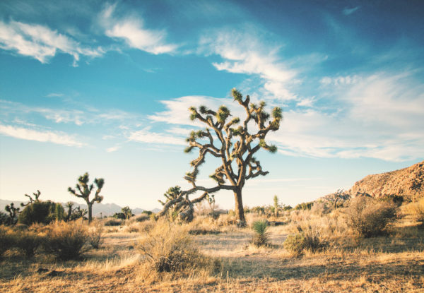 desert landscape