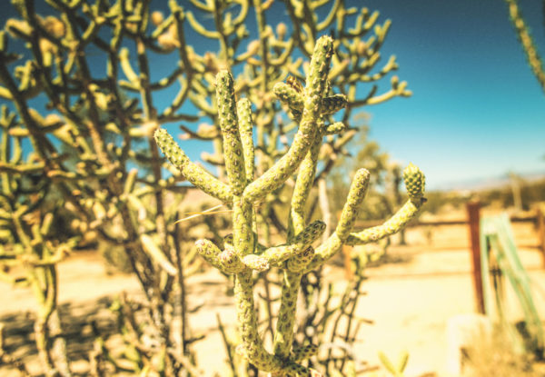 desert landscape