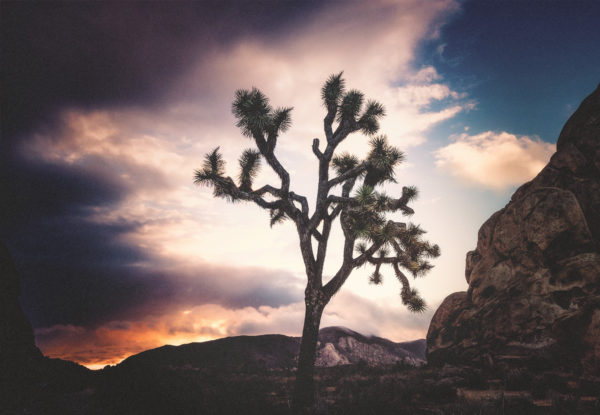 desert landscape