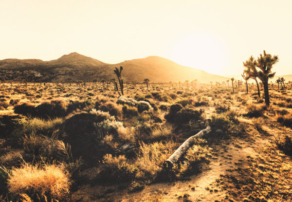 desert landscape