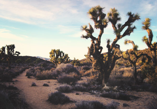 desert landscape