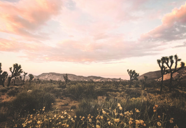 desert landscape